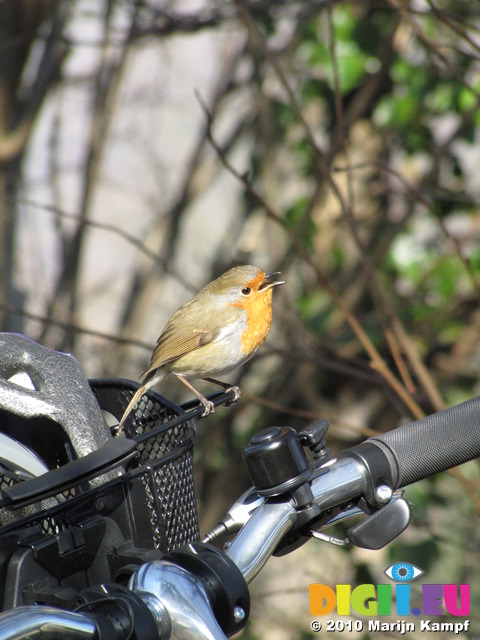 SX12803 Singing Robin on basked of push bike